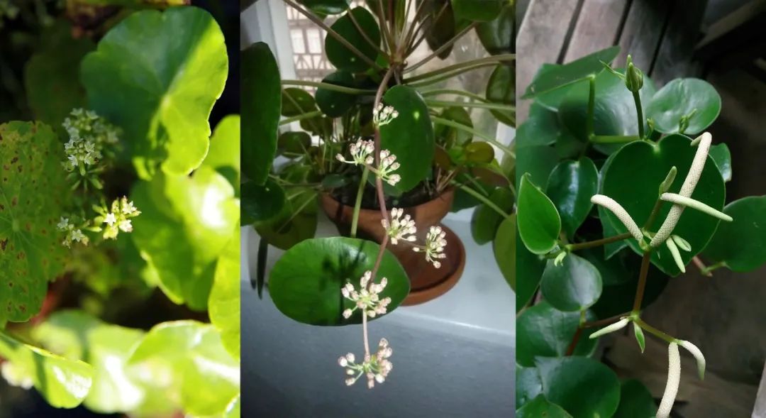 3 cây cảnh mini như "chị em sinh ba" vô cùng xinh đẹp, dễ thương, thích hợp để bàn - Ảnh 1.