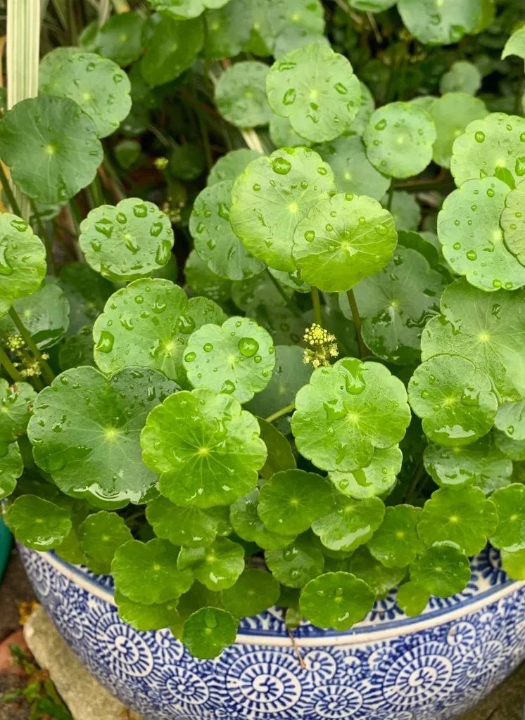 3 cây cảnh mini như "chị em sinh ba" vô cùng xinh đẹp, dễ thương, thích hợp để bàn - Ảnh 3.