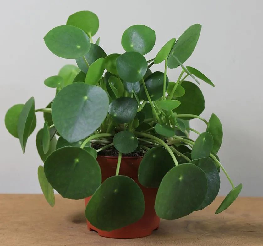 3 cây cảnh mini như "chị em sinh ba" vô cùng xinh đẹp, dễ thương, thích hợp để bàn - Ảnh 5.