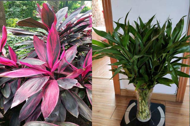 Trồng 4 cây cảnh, phú quý này trong nhà, quý nhân đến thăm, sự nghiệp thăng tiến - Ảnh 1.