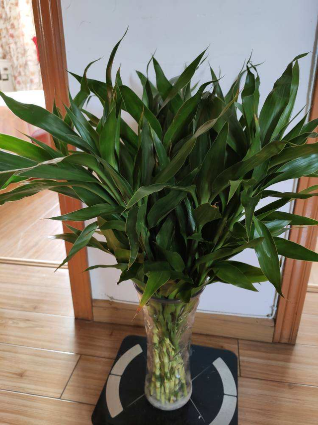 Trồng 4 cây cảnh, phú quý này trong nhà, quý nhân đến thăm, sự nghiệp thăng tiến - Ảnh 2.