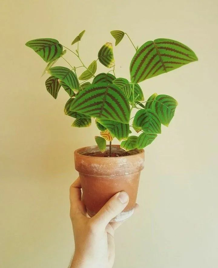 Cây cảnh cánh bướm độc đáo, tạo đam mê cho người mới trồng cây gieo hạt và nhân giống - Ảnh 1.