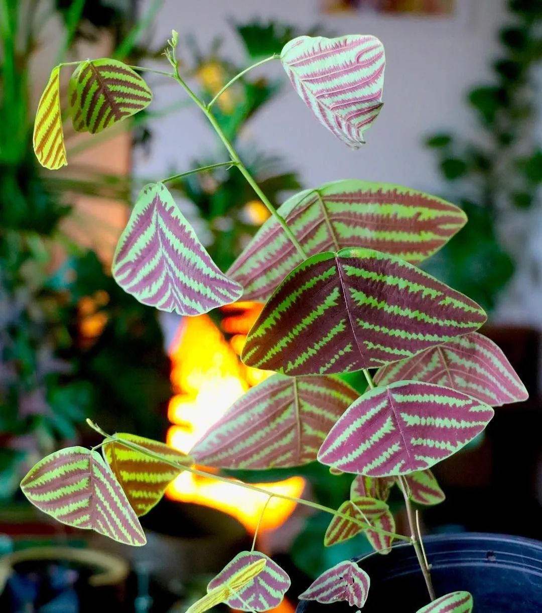 Cây cảnh cánh bướm độc đáo, tạo đam mê cho người mới trồng cây gieo hạt và nhân giống - Ảnh 7.