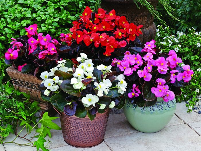 4 cây cảnh trồng vào mùa đông, nở hoa từ đông sang hè, có cây chưa chắc bạn đã biết - Ảnh 1. 4 cây cảnh trồng vào mùa đông, nở hoa từ đông sang hè, có cây chưa chắc bạn đã biết - Ảnh 1.