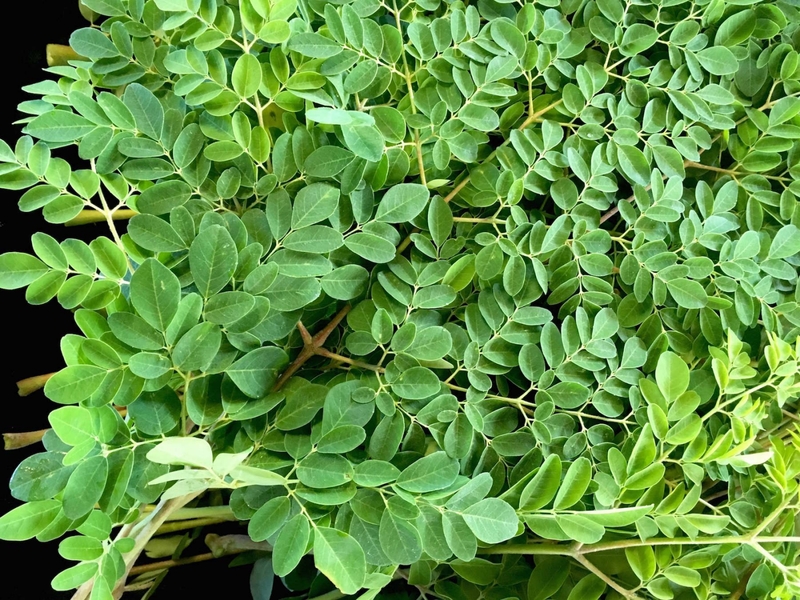 Giải nhiệt ngày hè với món rau câu plan chùm ngây mát lịm - Ảnh 1. Giải nhiệt ngày hè với món rau câu plan chùm ngây mát lịm - Ảnh 1.
