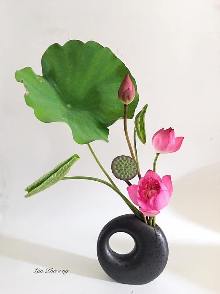 Hoa sen - Ảnh 11. Hoa sen - Ảnh 11.