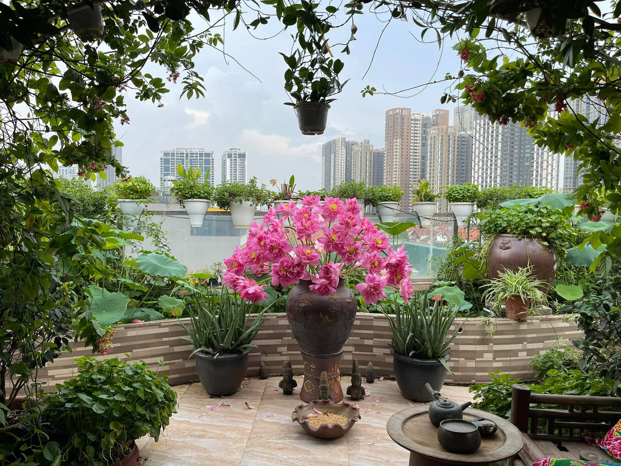 Hoa sen - Ảnh 6. Hoa sen - Ảnh 6.