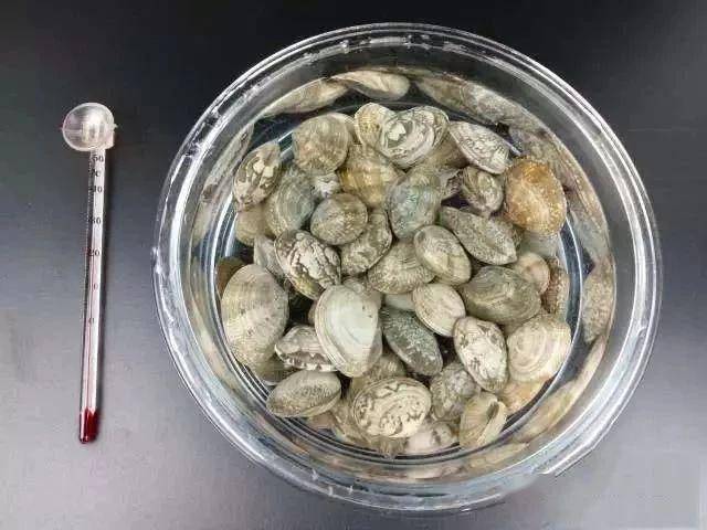 5 mẹo giúp ngao sạch cát trong tích tắc, gấp không chờ được để chế biến món ngon - Ảnh 8. 5 mẹo giúp ngao sạch cát trong tích tắc, gấp không chờ được để chế biến món ngon - Ảnh 8.