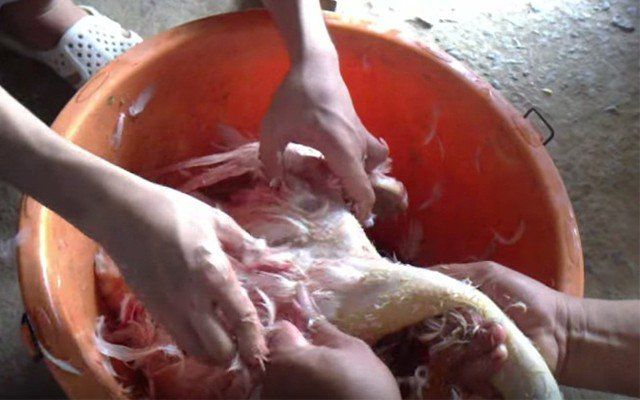 Bí quyết để làm món ngan luộc ngon, mềm, không còn mùi hôi - Ảnh 3. Bí quyết để làm món ngan luộc ngon, mềm, không còn mùi hôi - Ảnh 3.