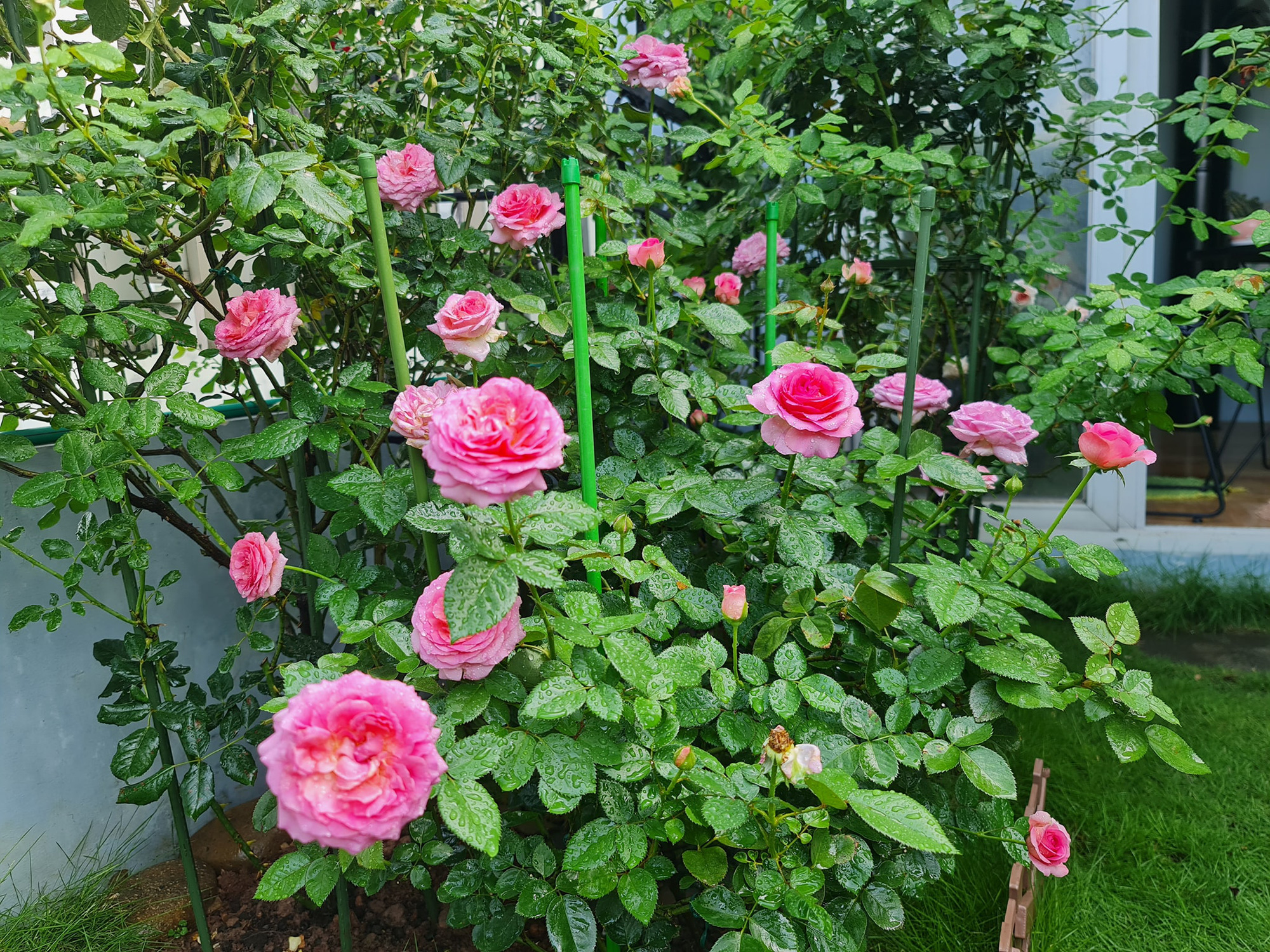 vườn hoa hồng ngoại " vạn người mê" - Ảnh 18. vườn hoa hồng ngoại " vạn người mê" - Ảnh 18.