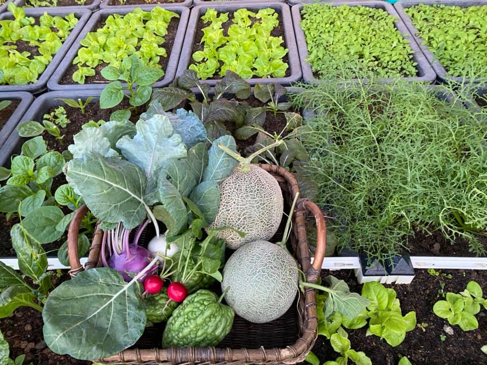 Từng không biết gì về trồng trọt, Vườn sân thượng trĩu quả  rác thải làm phân - Ảnh 5.