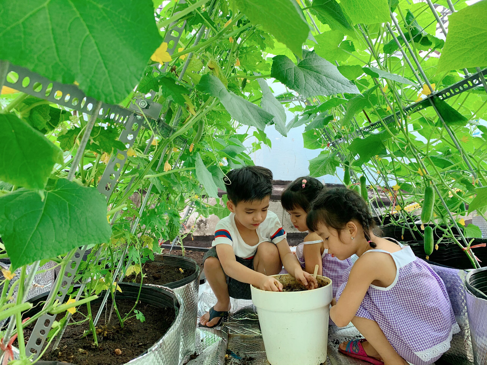 Bố đảm - Ảnh 17. Bố đảm - Ảnh 17.