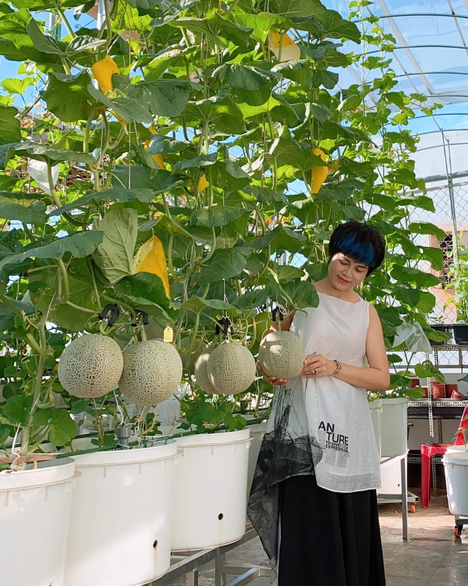 dưa lưới - Ảnh 16. dưa lưới - Ảnh 16.