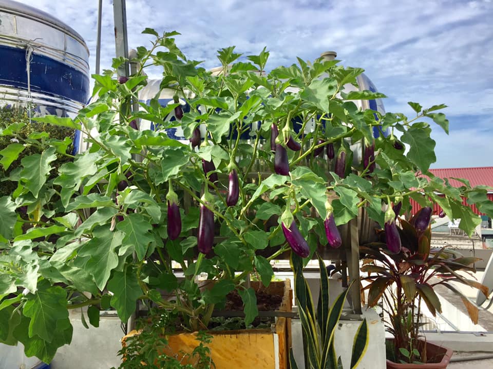 ông bố trẻ 'sở hữu' sân thượng rau và 'ao' cá đáng mơ ước - Ảnh 11. ông bố trẻ 'sở hữu' sân thượng rau và 'ao' cá đáng mơ ước - Ảnh 11.
