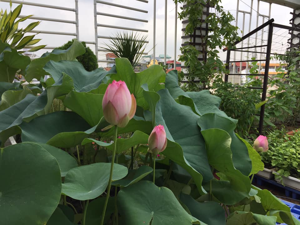 ông bố trẻ 'sở hữu' sân thượng rau và 'ao' cá đáng mơ ước - Ảnh 1. ông bố trẻ 'sở hữu' sân thượng rau và 'ao' cá đáng mơ ước - Ảnh 1.