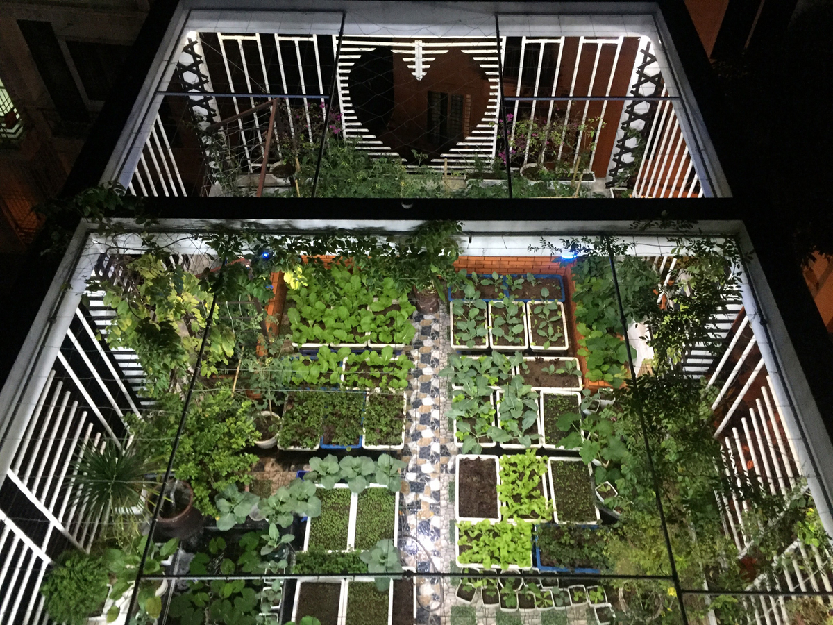 ông bố trẻ 'sở hữu' sân thượng rau và 'ao' cá đáng mơ ước - Ảnh 1. ông bố trẻ 'sở hữu' sân thượng rau và 'ao' cá đáng mơ ước - Ảnh 1.