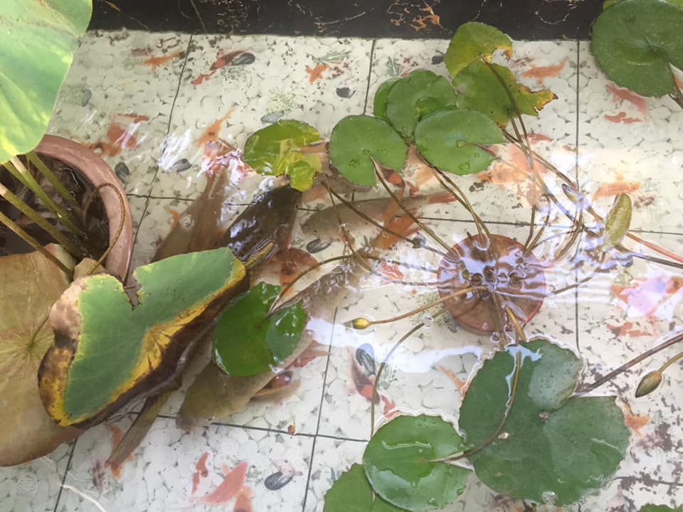 ông bố trẻ 'sở hữu' sân thượng rau và 'ao' cá đáng mơ ước - Ảnh 3. ông bố trẻ 'sở hữu' sân thượng rau và 'ao' cá đáng mơ ước - Ảnh 3.