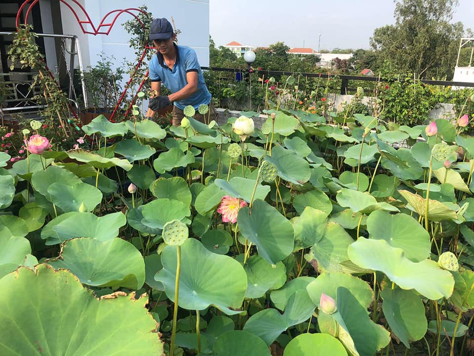 Ngỡ ngàng hồ sen ngát hương quanh năm trên tầng thượng của gia đình Sài Gòn - Ảnh 3. Ngỡ ngàng hồ sen ngát hương quanh năm trên tầng thượng của gia đình Sài Gòn - Ảnh 3.