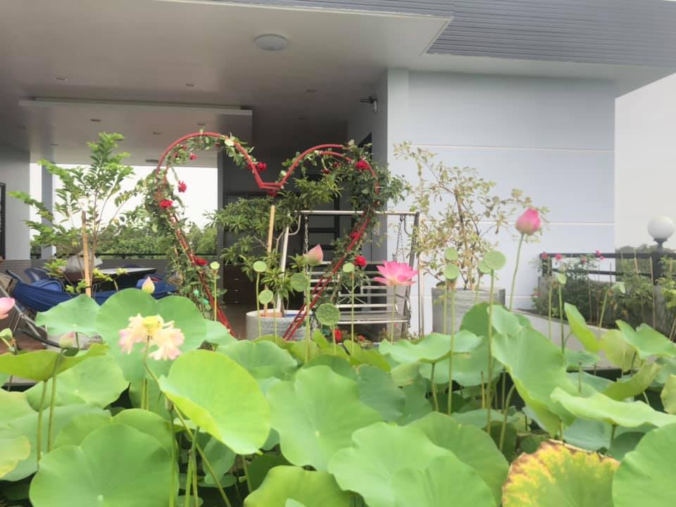 Ngỡ ngàng hồ sen ngát hương quanh năm trên tầng thượng của gia đình Sài Gòn - Ảnh 2. Ngỡ ngàng hồ sen ngát hương quanh năm trên tầng thượng của gia đình Sài Gòn - Ảnh 2.