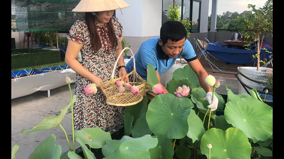 Ngỡ ngàng hồ sen ngát hương quanh năm trên tầng thượng của gia đình Sài Gòn - Ảnh 7. Ngỡ ngàng hồ sen ngát hương quanh năm trên tầng thượng của gia đình Sài Gòn - Ảnh 7.