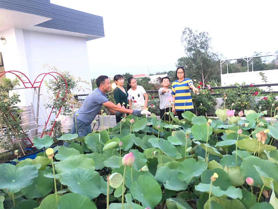 Ngỡ ngàng hồ sen ngát hương quanh năm trên tầng thượng của gia đình Sài Gòn - Ảnh 8. Ngỡ ngàng hồ sen ngát hương quanh năm trên tầng thượng của gia đình Sài Gòn - Ảnh 8.