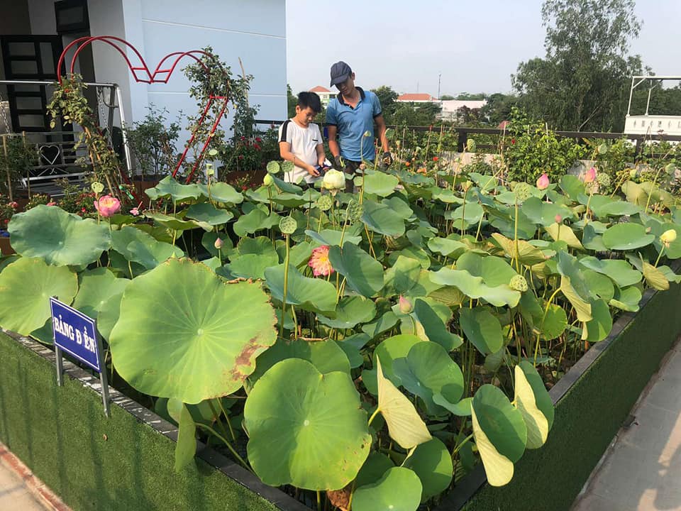 Ngỡ ngàng hồ sen ngát hương quanh năm trên tầng thượng của gia đình Sài Gòn - Ảnh 5. Ngỡ ngàng hồ sen ngát hương quanh năm trên tầng thượng của gia đình Sài Gòn - Ảnh 5.