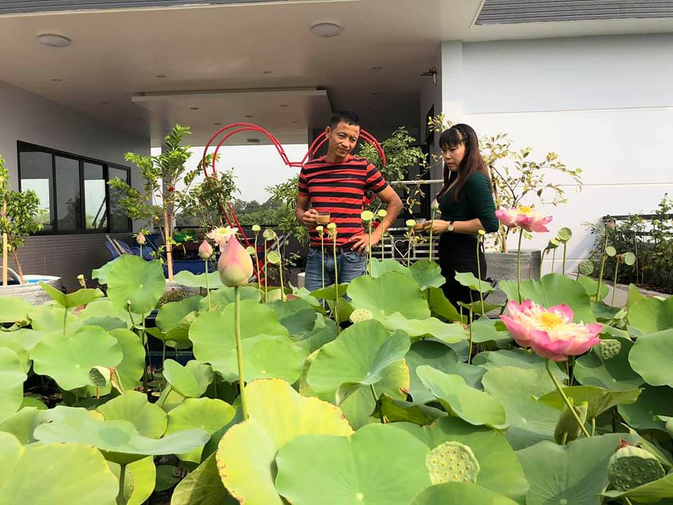 Ngỡ ngàng hồ sen ngát hương quanh năm trên tầng thượng của gia đình Sài Gòn - Ảnh 11. Ngỡ ngàng hồ sen ngát hương quanh năm trên tầng thượng của gia đình Sài Gòn - Ảnh 11.