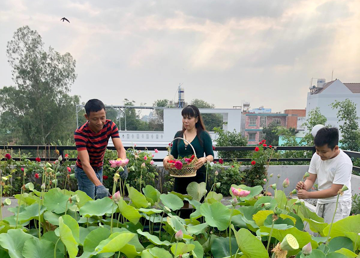 Ngỡ ngàng hồ sen ngát hương quanh năm trên tầng thượng của gia đình Sài Gòn - Ảnh 1. Ngỡ ngàng hồ sen ngát hương quanh năm trên tầng thượng của gia đình Sài Gòn - Ảnh 1.