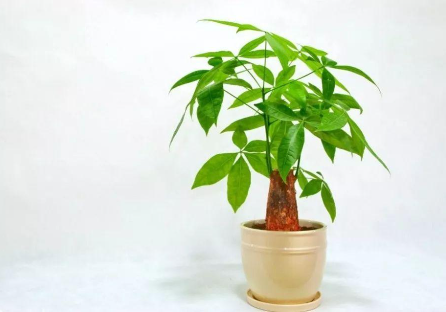 3 cách đơn giản giúp gia chủ chiêu tài cầu lộc, vận khí hưng thịnh - Ảnh 1.