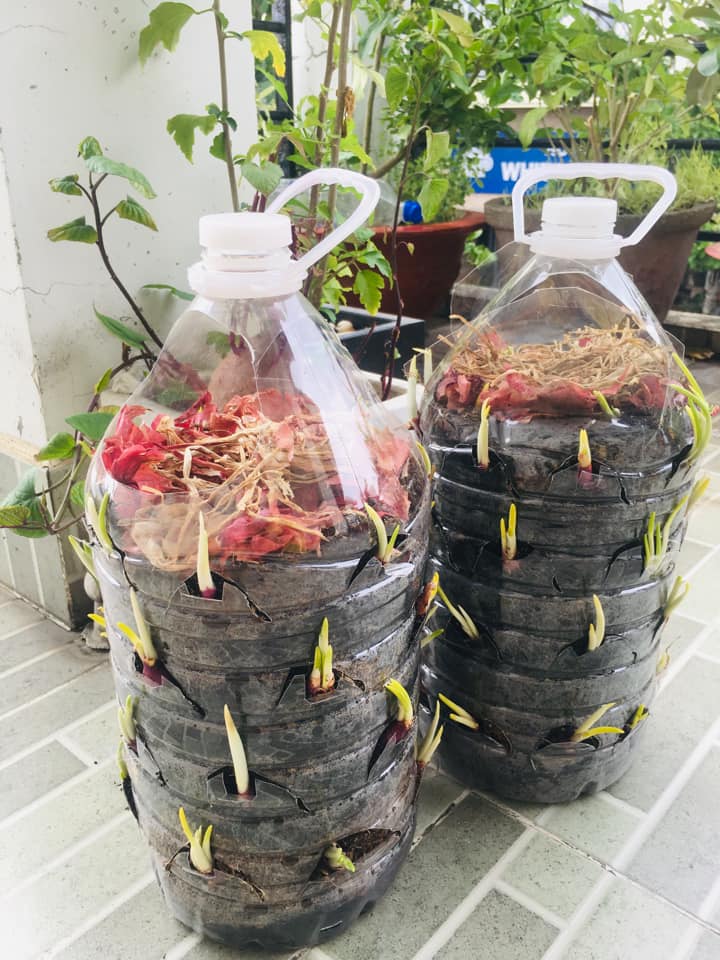 Tận dụng can nhựa mẹ đảm Cần Thơ biến sân thượng thành khu vườn xanh mát - Ảnh 6. Tận dụng can nhựa mẹ đảm Cần Thơ biến sân thượng thành khu vườn xanh mát - Ảnh 6.