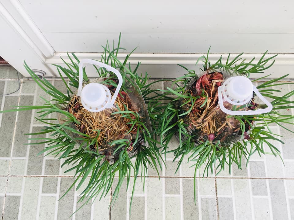 Tận dụng can nhựa mẹ đảm Cần Thơ biến sân thượng thành khu vườn xanh mát - Ảnh 4. Tận dụng can nhựa mẹ đảm Cần Thơ biến sân thượng thành khu vườn xanh mát - Ảnh 4.