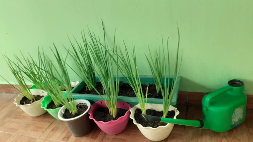 Tận dụng can nhựa mẹ đảm Cần Thơ biến sân thượng thành khu vườn xanh mát - Ảnh 9. Tận dụng can nhựa mẹ đảm Cần Thơ biến sân thượng thành khu vườn xanh mát - Ảnh 9.