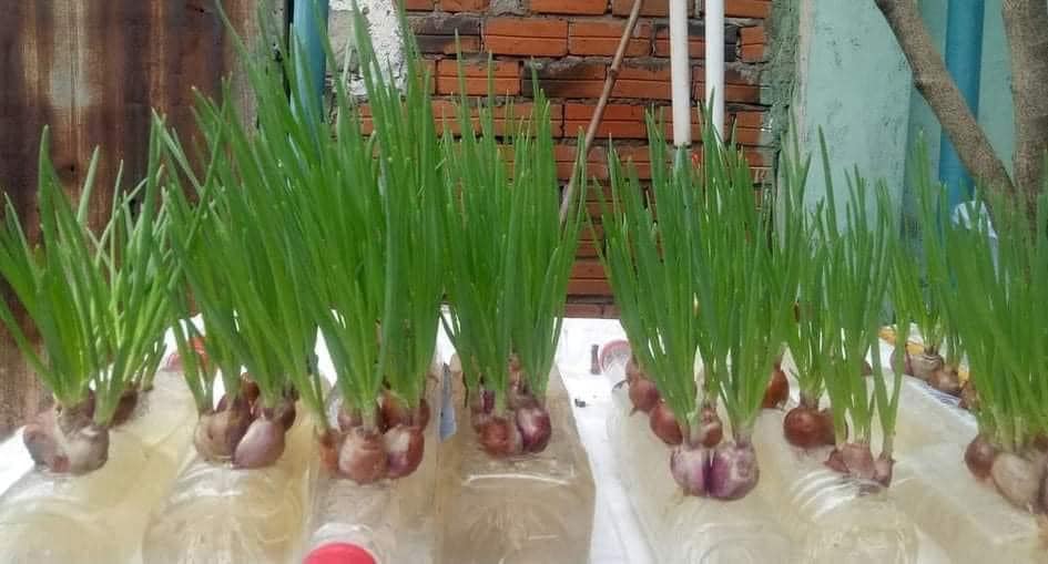Tận dụng can nhựa mẹ đảm Cần Thơ biến sân thượng thành khu vườn xanh mát - Ảnh 4. Tận dụng can nhựa mẹ đảm Cần Thơ biến sân thượng thành khu vườn xanh mát - Ảnh 4.