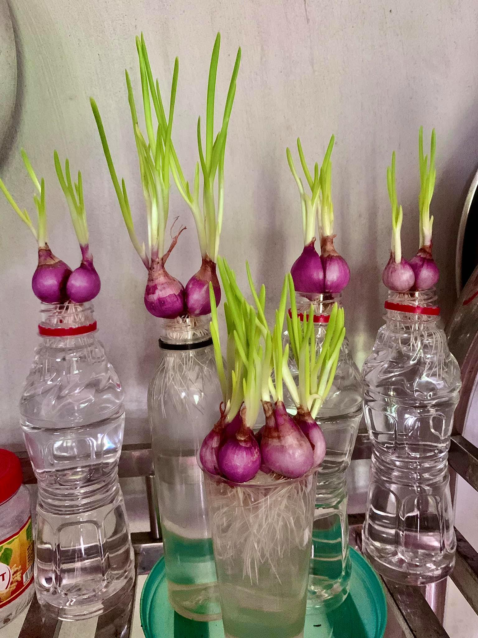 Tận dụng can nhựa mẹ đảm Cần Thơ biến sân thượng thành khu vườn xanh mát - Ảnh 3. Tận dụng can nhựa mẹ đảm Cần Thơ biến sân thượng thành khu vườn xanh mát - Ảnh 3.