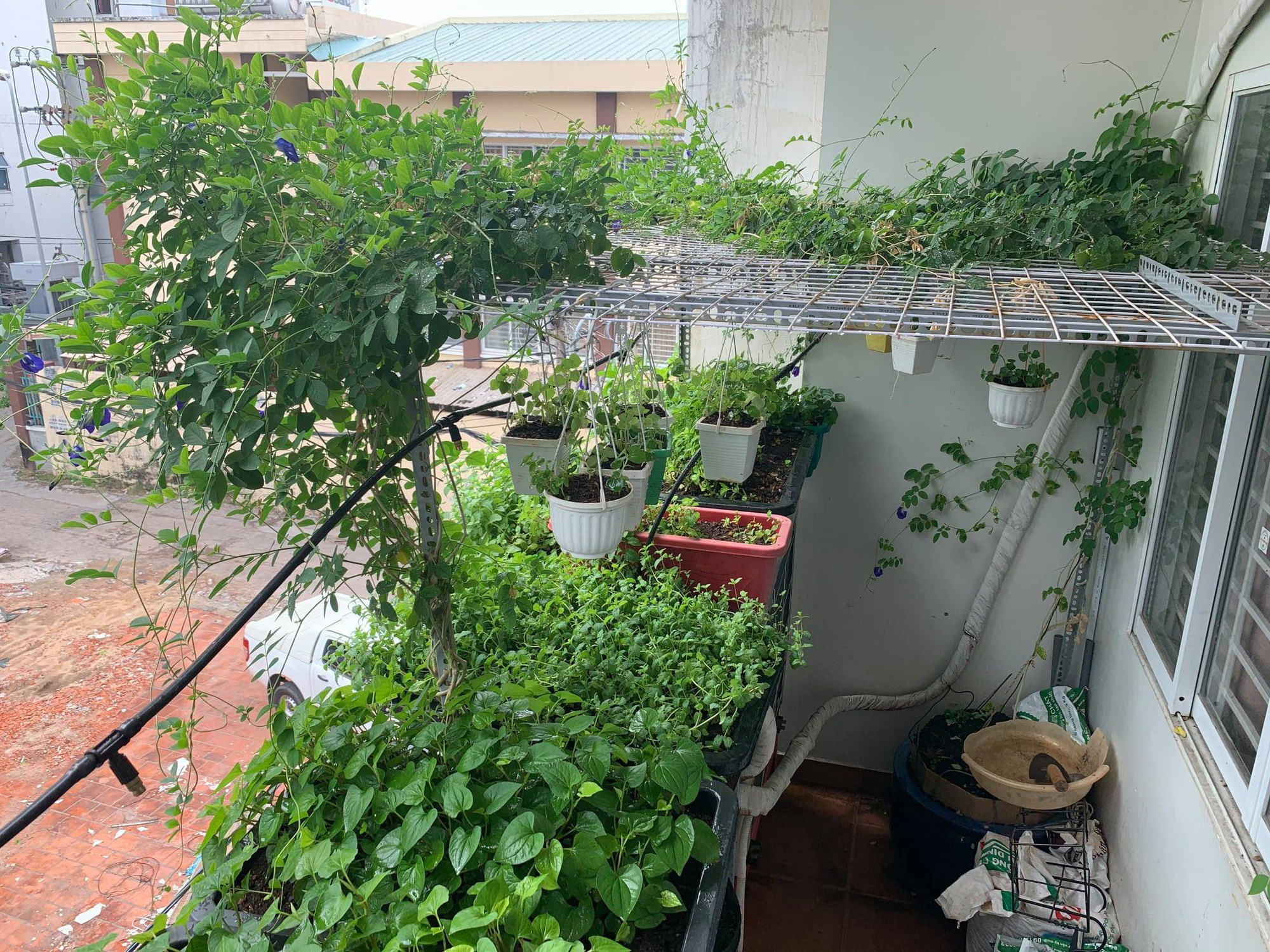 Ban công 'nhỏ mà có võ' xanh mướt mát đủ rau cho cả nhà của ông bố đảm Sài Gòn - Ảnh 1.
