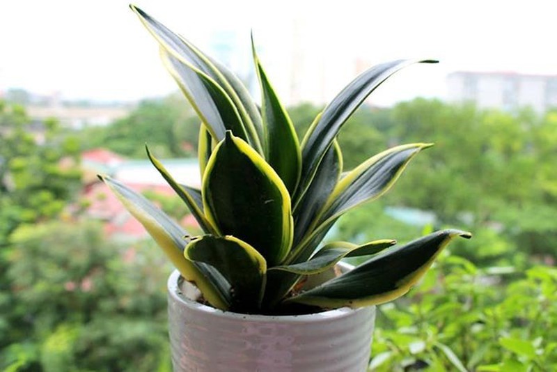 Muốn chiêu tài, hút lộc, người mệnh Thổ nên bài trí cây phong thủy để bàn nào?  - Ảnh 1.