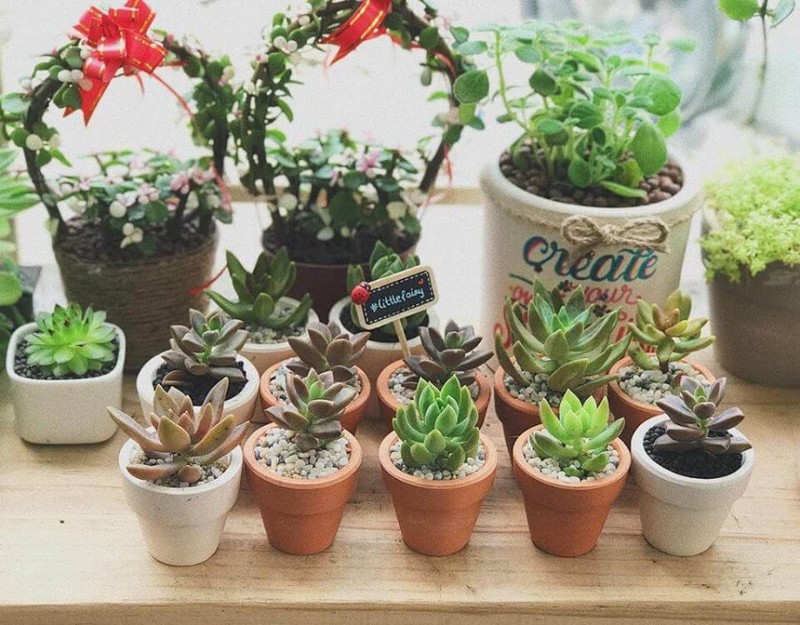 Muốn chiêu tài, hút lộc, người mệnh Thổ nên bài trí cây phong thủy để bàn nào?  - Ảnh 4.