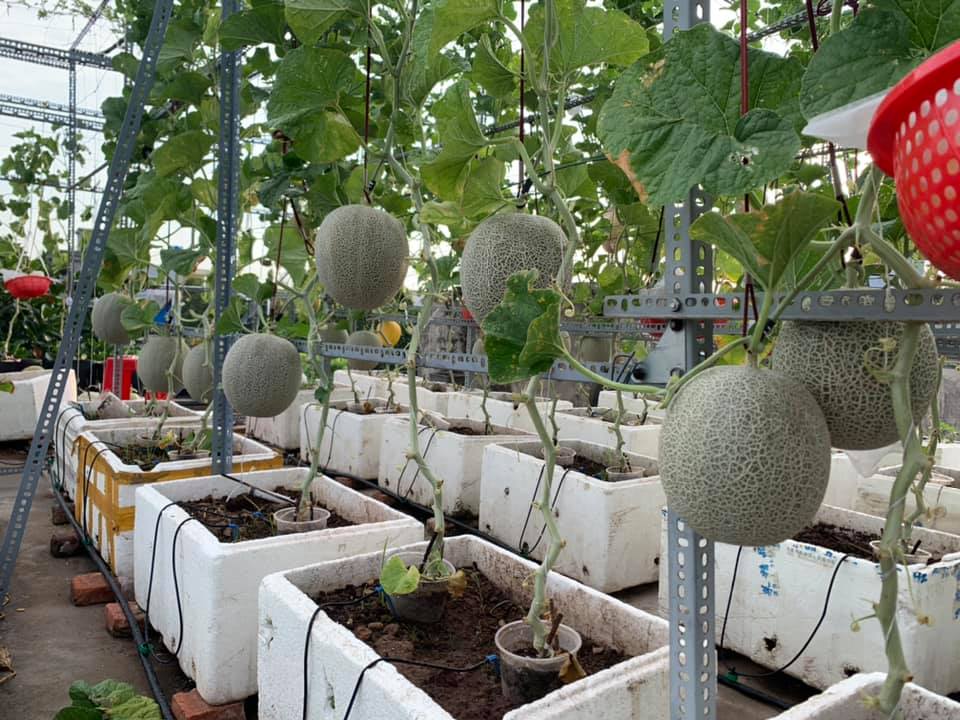Trầm trồ vườn dưa lưới bội thu 3 tạ trên sân thượng - Ảnh 1.