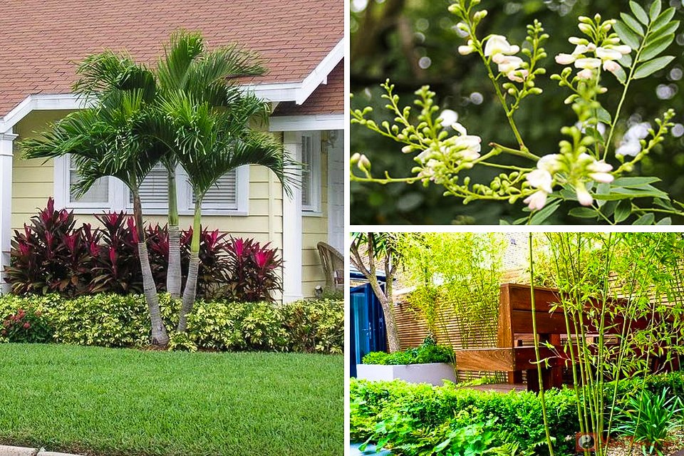 Vị trí trồng cây xanh mang năng lượng tích cực cho gia đình trong tháng cô hồn - Ảnh 1.