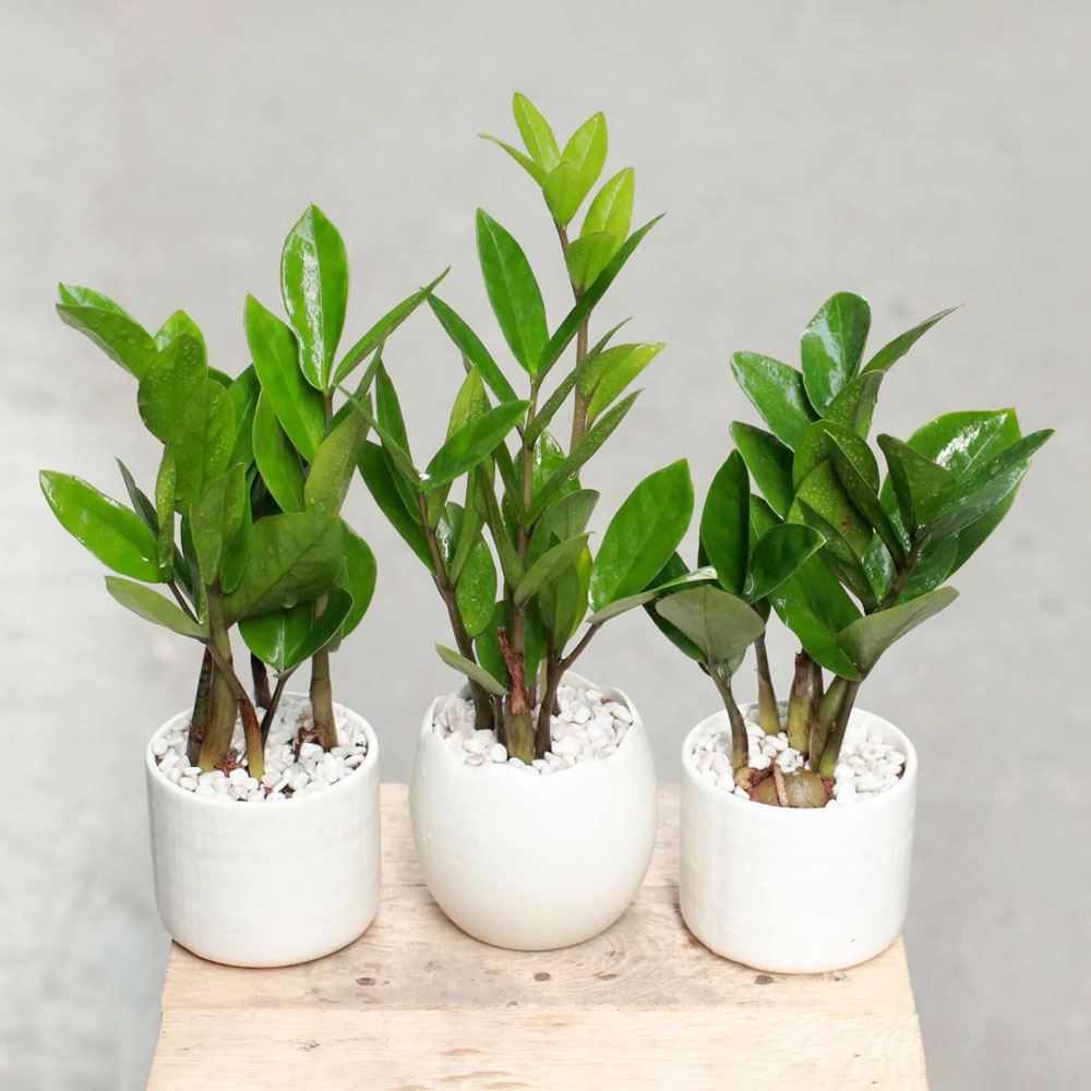 4 loại cây phong thủy vừa dễ chăm vừa dễ sống, mang lại may mắn cho bạn - Ảnh 1. 4 loại cây phong thủy vừa dễ chăm vừa dễ sống, mang lại may mắn cho bạn - Ảnh 1.