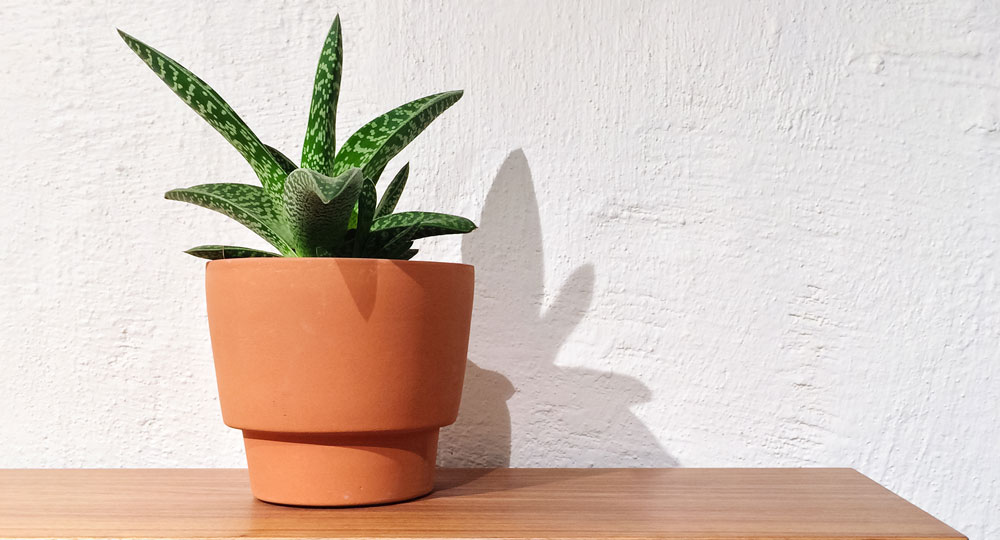 4 loại cây phong thủy vừa dễ chăm vừa dễ sống, mang lại may mắn cho bạn - Ảnh 2. 4 loại cây phong thủy vừa dễ chăm vừa dễ sống, mang lại may mắn cho bạn - Ảnh 2.