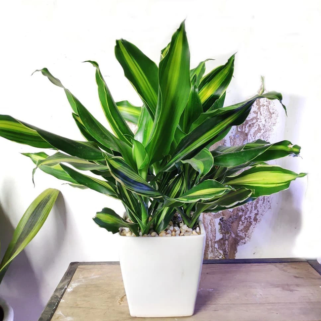 4 loại cây phong thủy vừa dễ chăm vừa dễ sống, mang lại may mắn cho bạn - Ảnh 7. 4 loại cây phong thủy vừa dễ chăm vừa dễ sống, mang lại may mắn cho bạn - Ảnh 7.