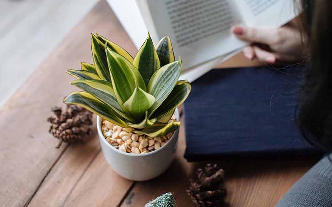 4 loại cây phong thủy vừa dễ chăm vừa dễ sống, mang lại may mắn cho bạn - Ảnh 3. 4 loại cây phong thủy vừa dễ chăm vừa dễ sống, mang lại may mắn cho bạn - Ảnh 3.