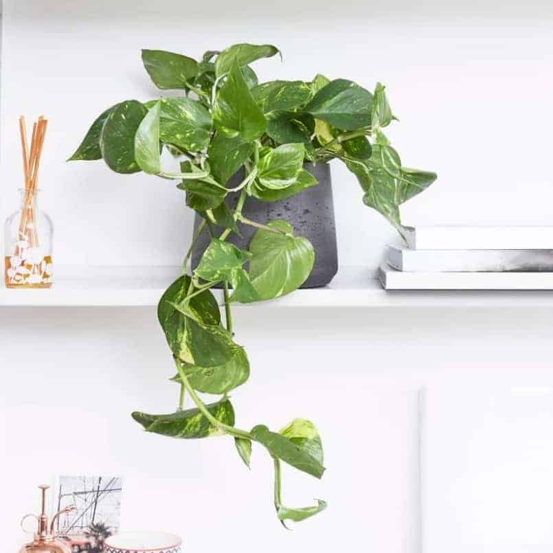 4 loại cây phong thủy vừa dễ chăm vừa dễ sống, mang lại may mắn cho bạn - Ảnh 4. 4 loại cây phong thủy vừa dễ chăm vừa dễ sống, mang lại may mắn cho bạn - Ảnh 4.