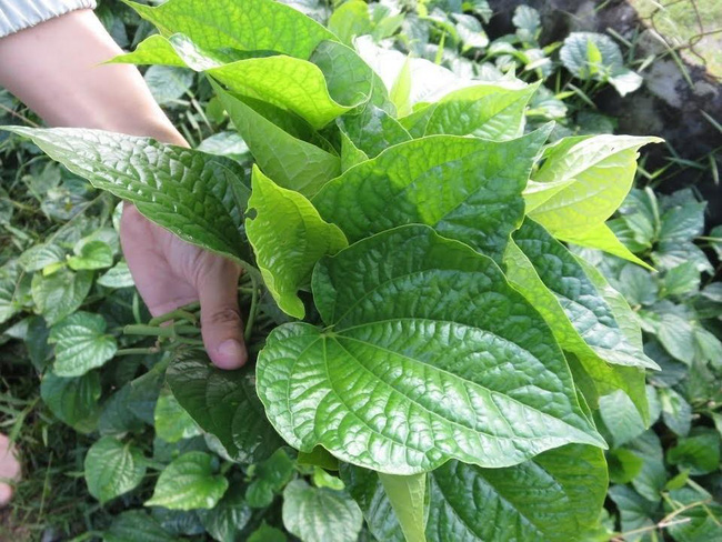 5 loại cây dễ trồng vừa làm thuốc vừa để ăn, chị em mua đảm bảo đáng tiền - Ảnh 3. 5 loại cây dễ trồng vừa làm thuốc vừa để ăn, chị em mua đảm bảo đáng tiền - Ảnh 3.