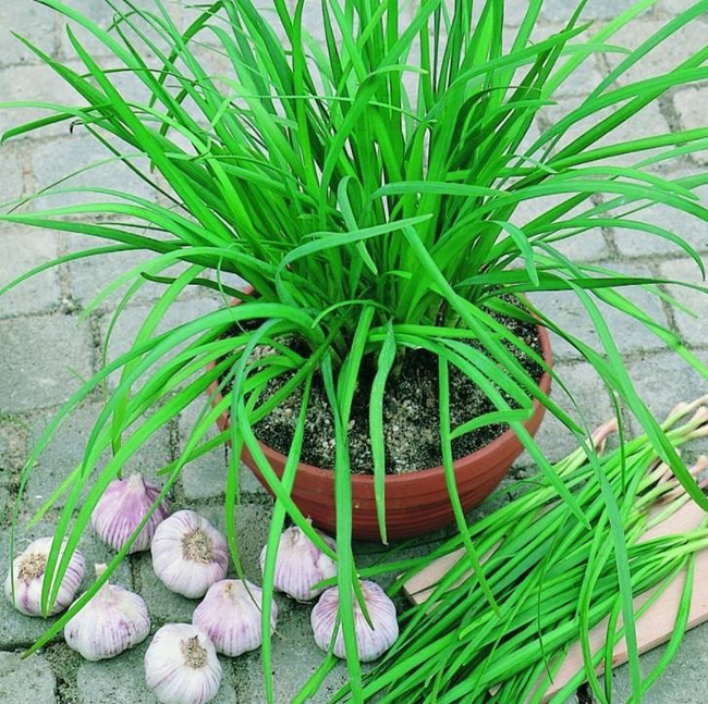 5 loại cây dễ trồng vừa làm thuốc vừa để ăn, chị em mua đảm bảo đáng tiền - Ảnh 4. 5 loại cây dễ trồng vừa làm thuốc vừa để ăn, chị em mua đảm bảo đáng tiền - Ảnh 4.