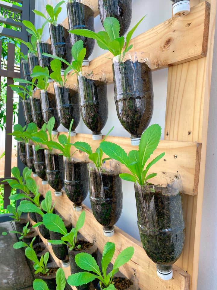 tận dụng chai nhựa trồng rau sạch trong mùa dịch - Ảnh 1. tận dụng chai nhựa trồng rau sạch trong mùa dịch - Ảnh 1.