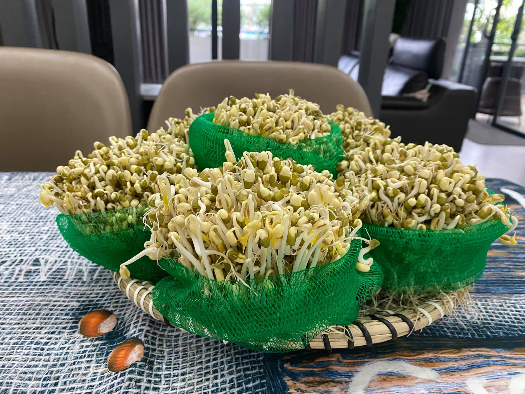 Mùa dịch, không lo thiếu rau với cách làm giá đỗ đơn giản chỉ bằng túi lưới bọc quả - Ảnh 1. Mùa dịch, không lo thiếu rau với cách làm giá đỗ đơn giản chỉ bằng túi lưới bọc quả - Ảnh 1.