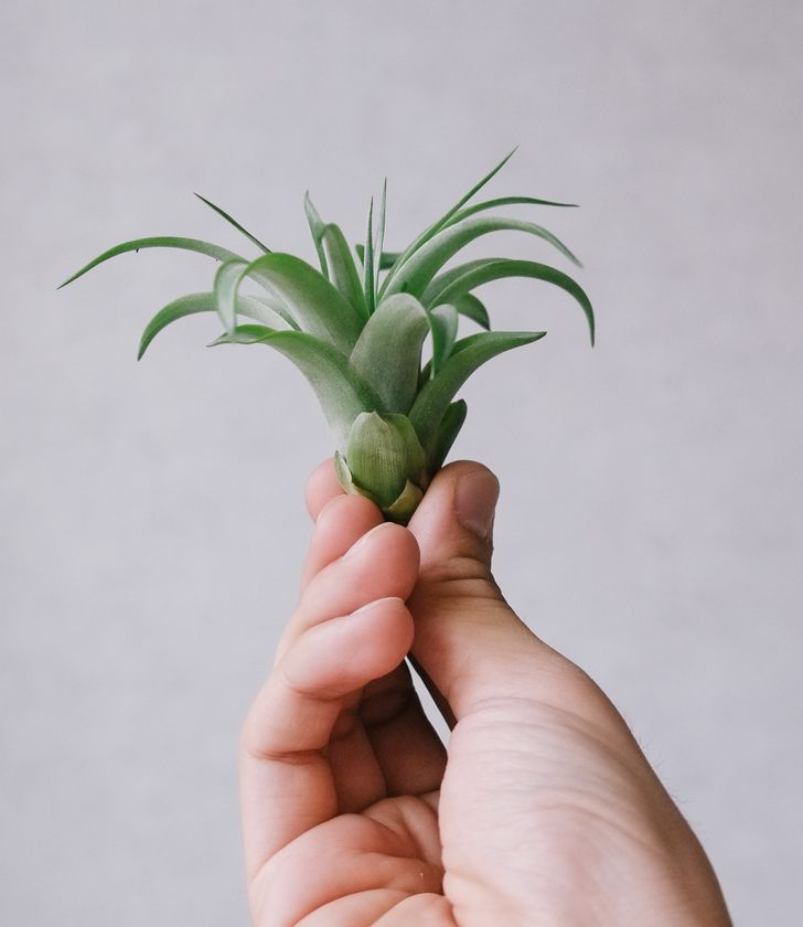 Không biết chăm mà vẫn thích trồng thì bạn hãy lựa chọn 9 loại cây này - Ảnh 2.