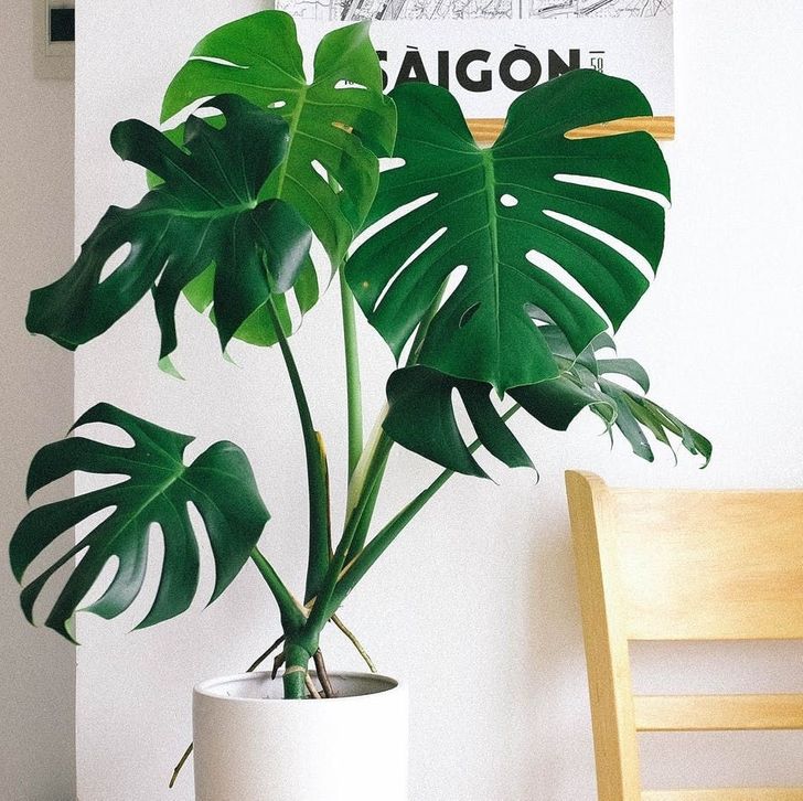 Không biết chăm mà vẫn thích trồng thì bạn hãy lựa chọn 9 loại cây này - Ảnh 7.